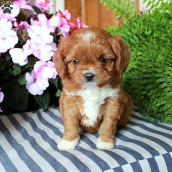 Summer, Cavalier King Charles Mix Puppy