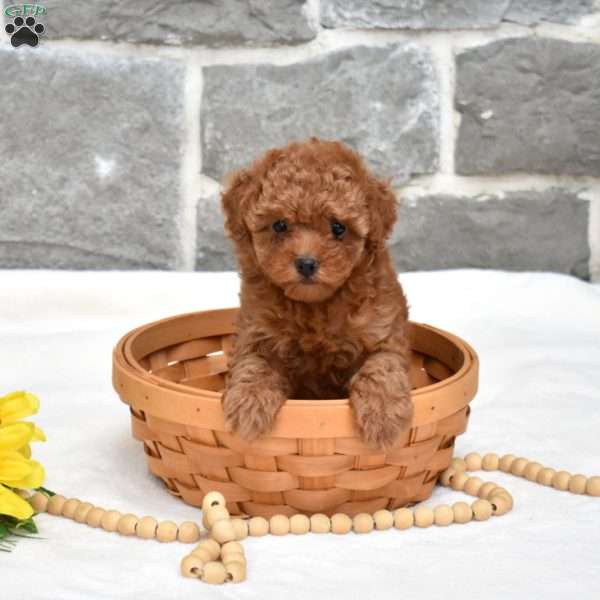 Summer, Toy Poodle Puppy