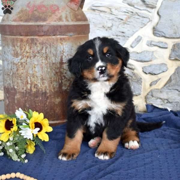 Summer, Bernese Mountain Dog Puppy