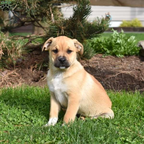 Summer, Collie Mix Puppy