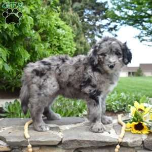Summer, Bernedoodle Puppy