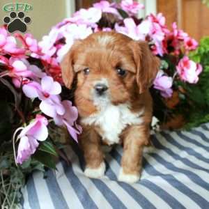 Summer, Cavalier King Charles Mix Puppy