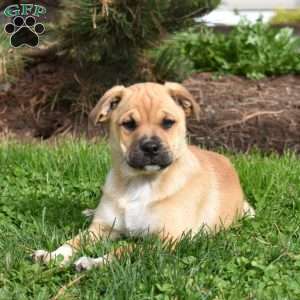 Summer, Collie Mix Puppy