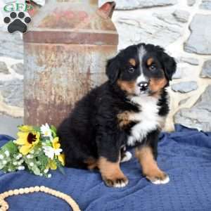 Summer, Bernese Mountain Dog Puppy