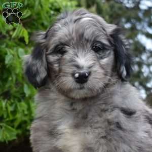 Summer, Bernedoodle Puppy