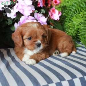 Summer, Cavalier King Charles Mix Puppy