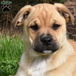 Summer, Collie Mix Puppy