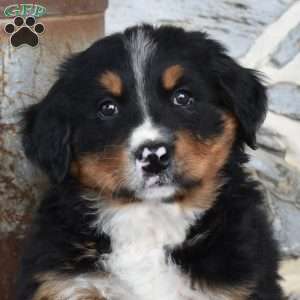 Summer, Bernese Mountain Dog Puppy