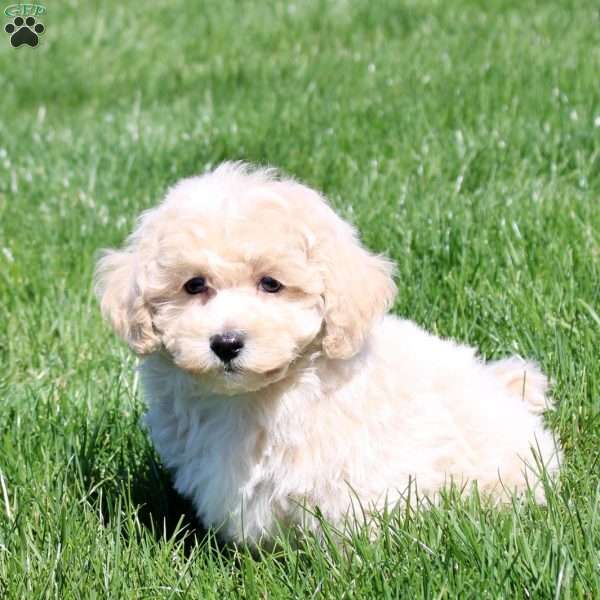 Sunny, Bich-Poo Puppy