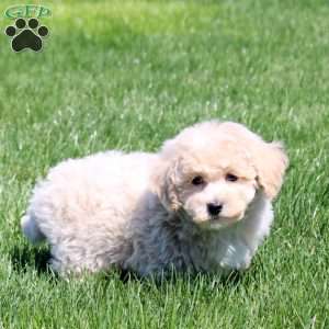 Sunny, Bich-Poo Puppy