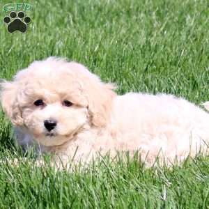 Sunny, Bich-Poo Puppy