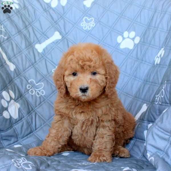 Tabbi, Mini Goldendoodle Puppy