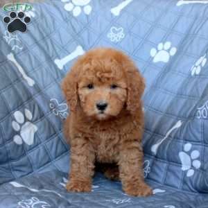Tabbi, Mini Goldendoodle Puppy
