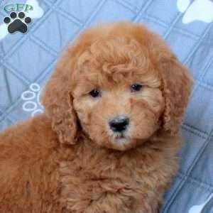 Tabbi, Mini Goldendoodle Puppy