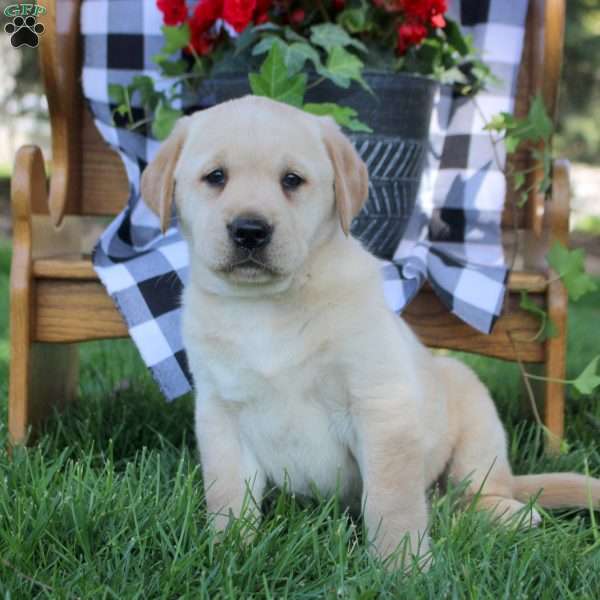 Tabby, Golden Labrador Puppy