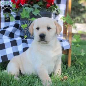 Tabby, Golden Labrador Puppy