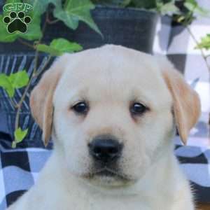 Tabby, Golden Labrador Puppy