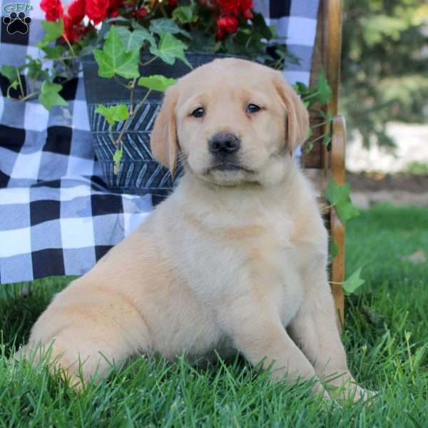 Talia, Golden Labrador Puppy