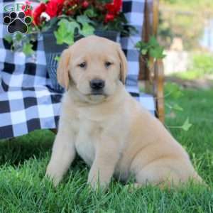 Talia, Golden Labrador Puppy