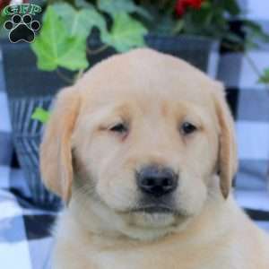 Talia, Golden Labrador Puppy