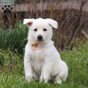 Tammy, German Shepherd Puppy