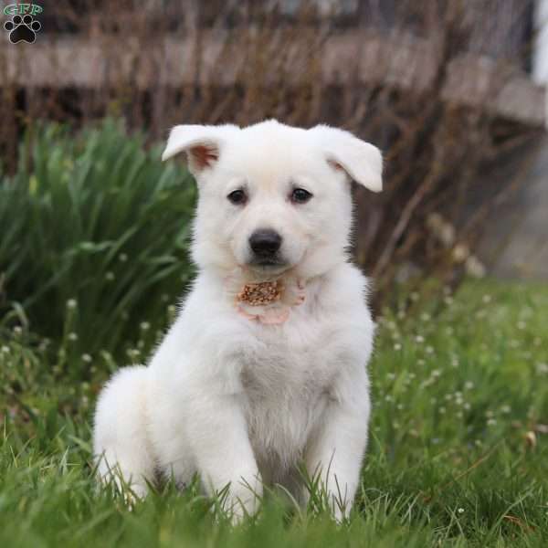 Tammy, German Shepherd Puppy