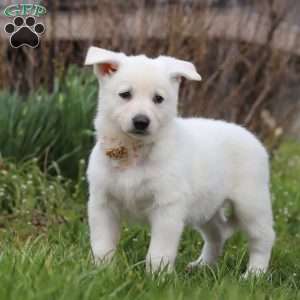 Tammy, German Shepherd Puppy