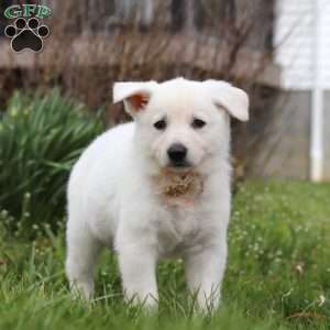 Tammy, German Shepherd Puppy