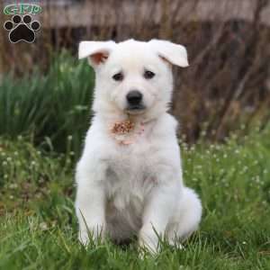 Tammy, German Shepherd Puppy