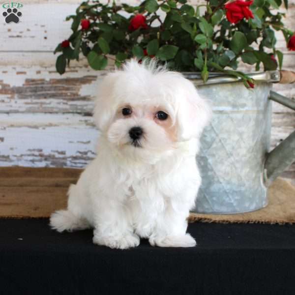 Tango, Maltese Puppy