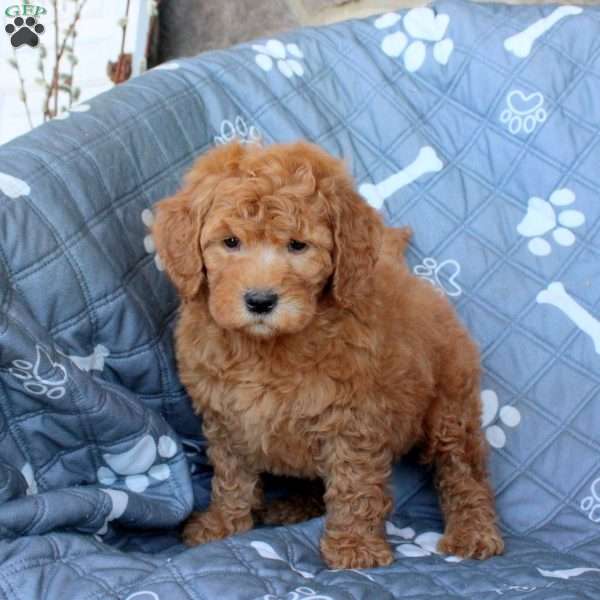 Tanner, Mini Goldendoodle Puppy