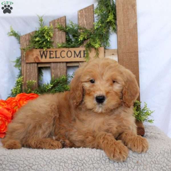 Tanner, Goldendoodle Puppy