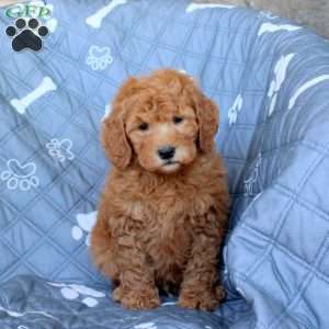 Tanner, Mini Goldendoodle Puppy