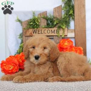 Tanner, Goldendoodle Puppy