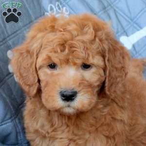 Tanner, Mini Goldendoodle Puppy