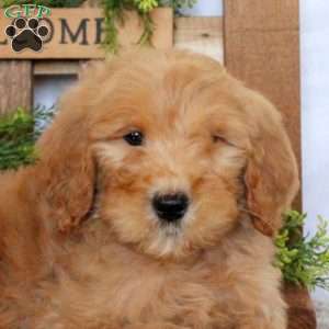 Tanner, Goldendoodle Puppy