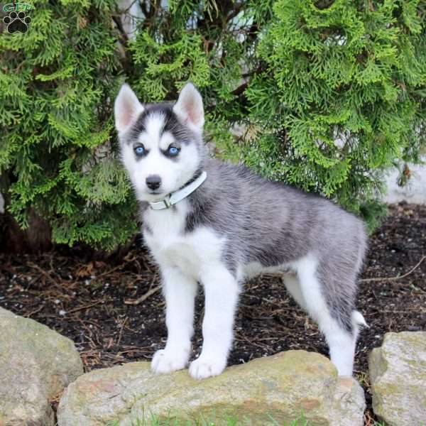 Tara, Siberian Husky Puppy