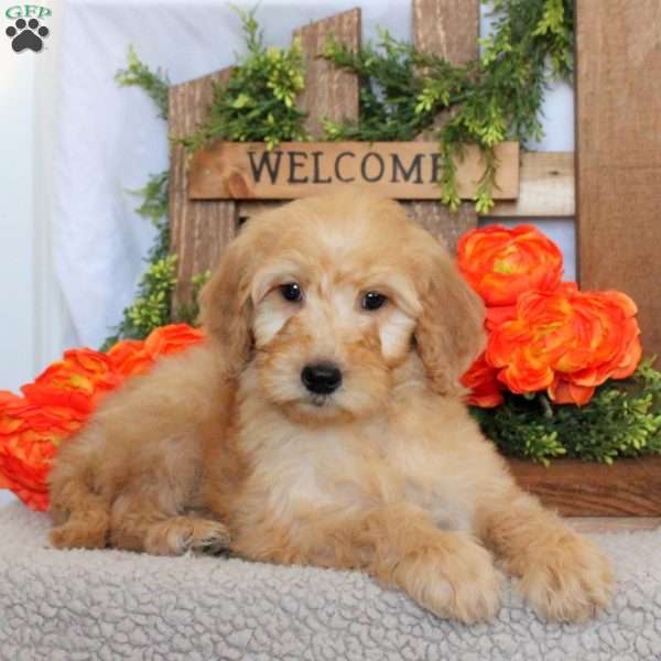 Tara, Goldendoodle Puppy