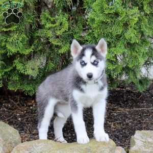 Tara, Siberian Husky Puppy