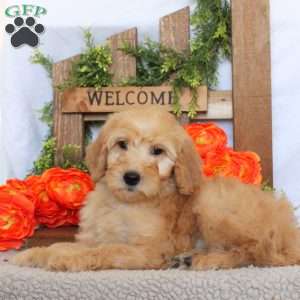 Tara, Goldendoodle Puppy