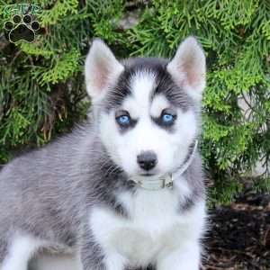 Tara, Siberian Husky Puppy