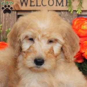 Tara, Goldendoodle Puppy