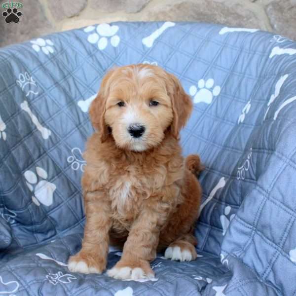 Teddy, Mini Goldendoodle Puppy