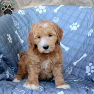 Teddy, Mini Goldendoodle Puppy