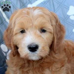 Teddy, Mini Goldendoodle Puppy