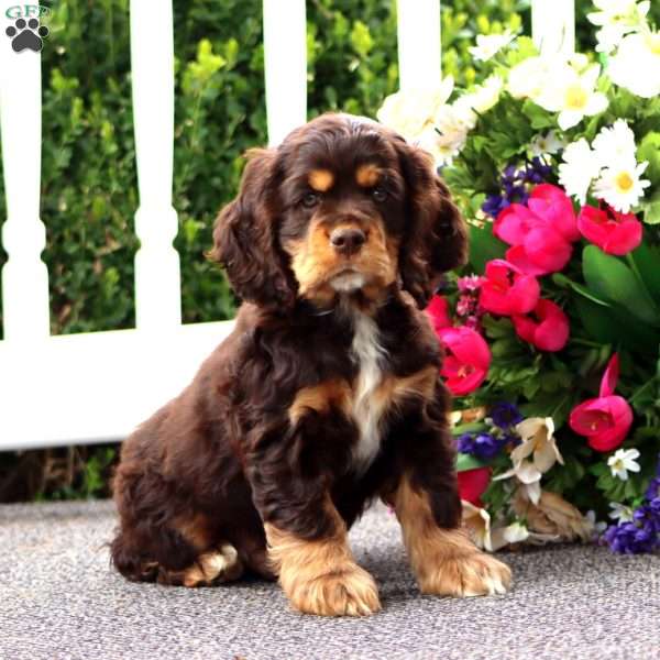 Teddy, Cocker Spaniel Puppy