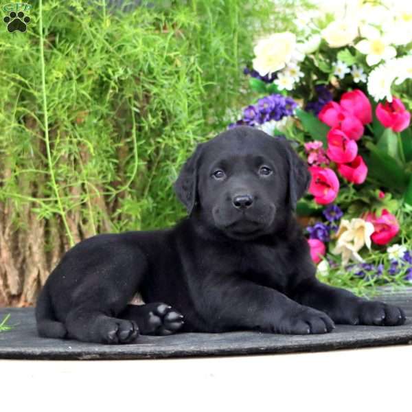 Teddy, Black Labrador Retriever Puppy