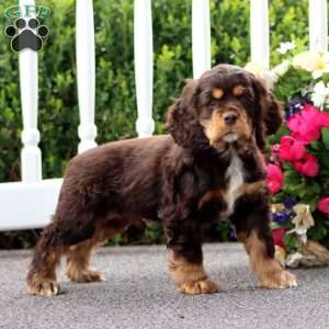 Teddy, Cocker Spaniel Puppy