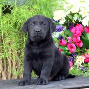 Teddy, Black Labrador Retriever Puppy