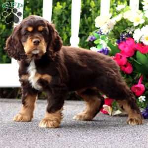 Teddy, Cocker Spaniel Puppy